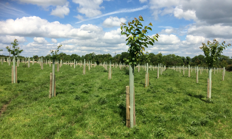 agroforestry-offaly