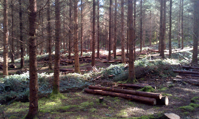 forestry-harvesting